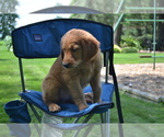 Small #1 Golden Retriever