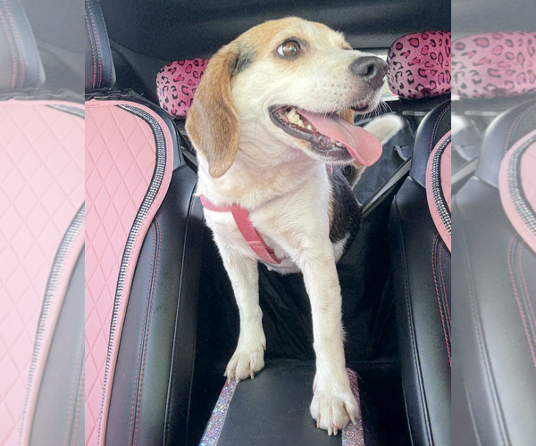 Medium Photo #3 Beagle Puppy For Sale in Tampa, FL, USA