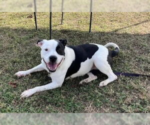 American Pit Bull Terrier-Unknown Mix Dogs for adoption in Ocala, FL, USA