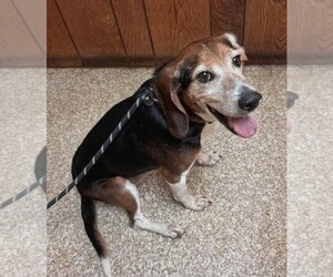 Denton - Male Beagle Dog for Adoption - Photo #3