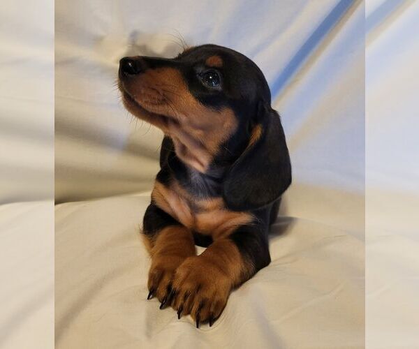 Medium Photo #3 Dachshund Puppy For Sale in KUNA, ID, USA