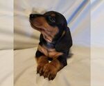 Small Photo #10 Dachshund Puppy For Sale in KUNA, ID, USA