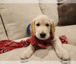 Small #15 English Cream Golden Retriever