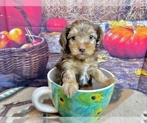 Morkie Puppy for sale in CASSVILLE, MO, USA