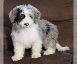 Poodle (Miniature)-Sheepadoodle Mix Puppy for sale in FREDERICKSBG, OH, USA