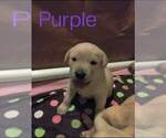 Small Photo #4 Labrador Retriever Puppy For Sale in COLORADO SPRINGS, CO, USA