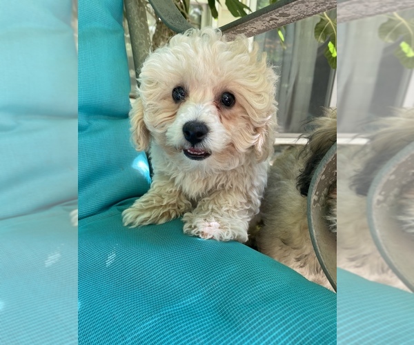 View Ad Poodle (Toy) Puppy for Sale near Maryland, EDGEWATER, USA. ADN