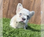 Small #3 French Bulldog