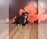 Puppy Oreo Morkie