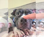 Small #5 American Pit Bull Terrier Mix