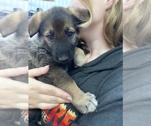 Medium Photo #5 German Shepherd Dog Puppy For Sale in WADENA, MN, USA