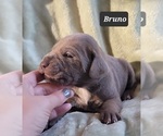 Small #1 Cane Corso
