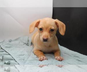 Dachshund Puppy for sale in INDIANAPOLIS, IN, USA