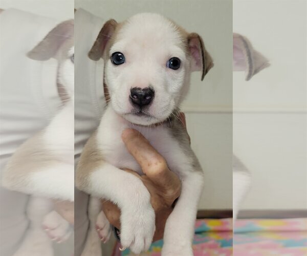 Medium Photo #10 Sheprador Puppy For Sale in Spring, TX, USA