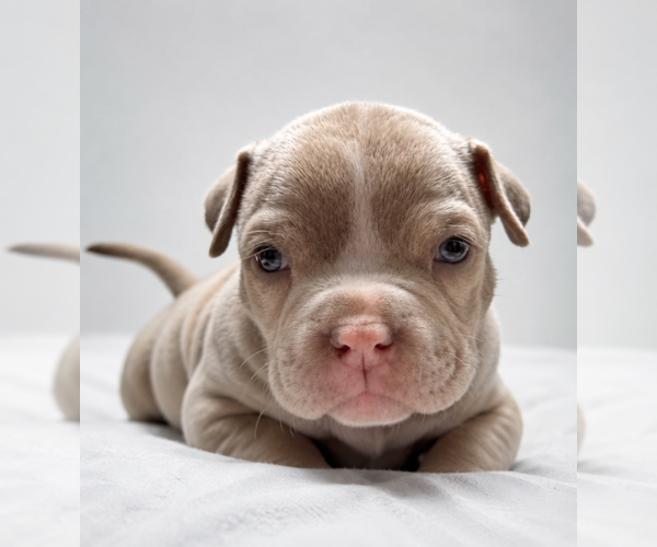 Medium Photo #2 American Bully Puppy For Sale in RADCLIFF, KY, USA