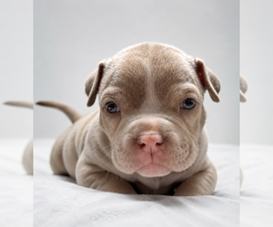 Medium American Bully