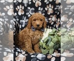 Small #1 Goldendoodle (Miniature)