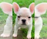 Small Photo #9 French Bulldog Puppy For Sale in MEDFORD, OR, USA