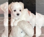 Puppy Jacob Shih Tzu