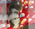 Small Photo #37 Saint Bernard Puppy For Sale in NEW MARKET, IA, USA