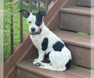 Jug Dogs for adoption in Brooklyn Center, MN, USA