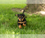 Small #1 Dachshund