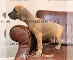 Small Photo #6 Cane Corso Puppy For Sale in LA PLATA, MD, USA