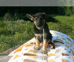 Small Photo #5 German Shepherd Dog Puppy For Sale in PIEDMONT, MO, USA
