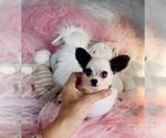 Small #17 Chihuahua
