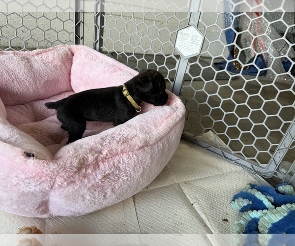 Medium Photo #44 Cane Corso Puppy For Sale in LIVERMORE, CA, USA