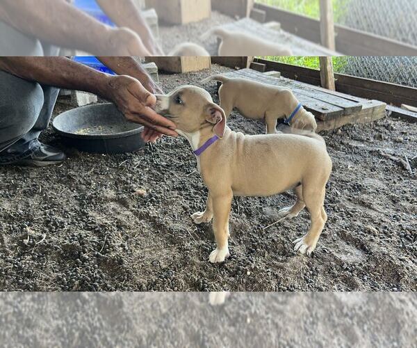 Full screen Photo #11 American Pit Bull Terrier Puppy For Sale in NAPLES, FL, USA