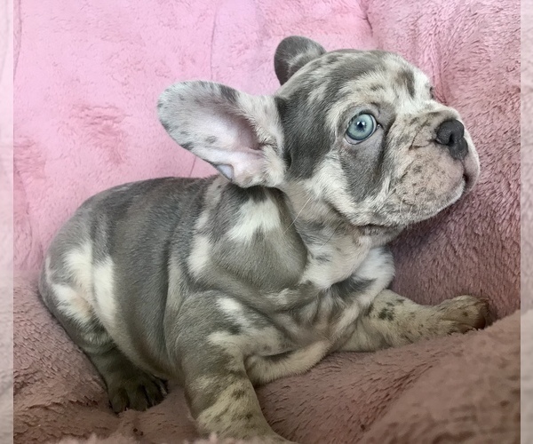 Medium Photo #6 French Bulldog Puppy For Sale in COCOA, FL, USA