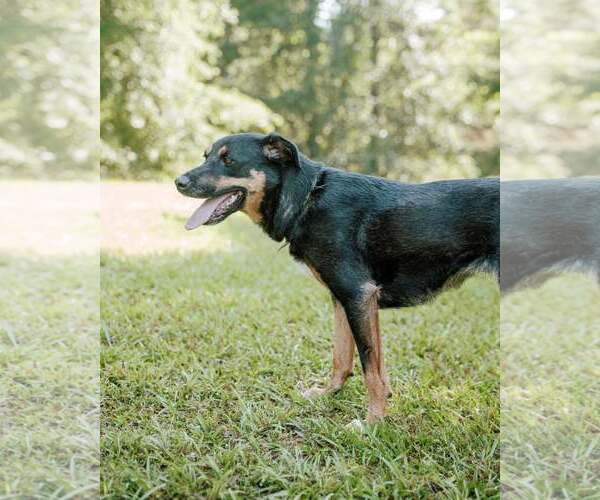 Medium Photo #3 Greater Swiss Mountain Dog-Labrador Retriever Mix Puppy For Sale in Attalka, AL, USA