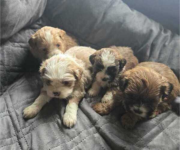 Medium Photo #1 Mal-Shi-Poodle (Toy) Mix Puppy For Sale in BURLINGTON, MA, USA