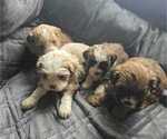 Small Photo #1 Mal-Shi-Poodle (Toy) Mix Puppy For Sale in BURLINGTON, MA, USA