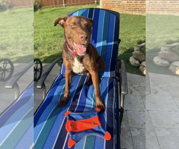 Medium Photo #7 Labrador Retriever-Unknown Mix Puppy For Sale in Euless, TX, USA