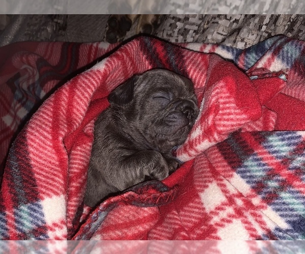 Medium Photo #7 French Bulldog Puppy For Sale in PITTSBURG, CA, USA
