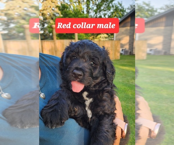 Medium Photo #3 Bernedoodle Puppy For Sale in Corunna, Ontario, Canada