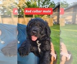 Small Photo #3 Bernedoodle Puppy For Sale in Corunna, Ontario, Canada