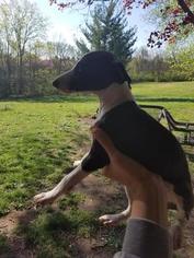 Italian Greyhound Puppy for sale in XENIA, OH, USA