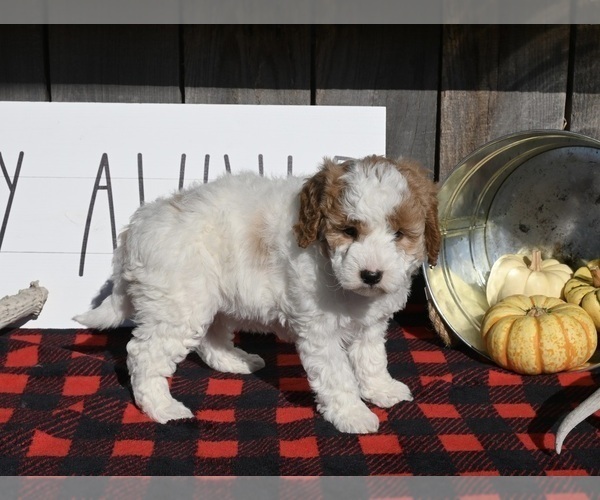 Medium Photo #3 Goldendoodle (Miniature) Puppy For Sale in MILLERSBURG, OH, USA