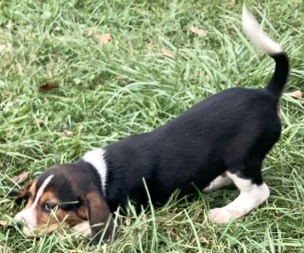 Medium Photo #1 Beagle Puppy For Sale in STANARDSVILLE, VA, USA