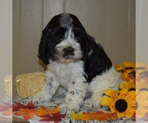 Medium Cock-A-Poo-Cocker Spaniel Mix