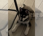 Small Photo #4 Pomsky Puppy For Sale in EAST HADDONFIELD, NJ, USA
