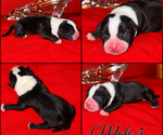 Puppy Puppy 5 American Bully