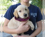 Small #3 Golden Retriever