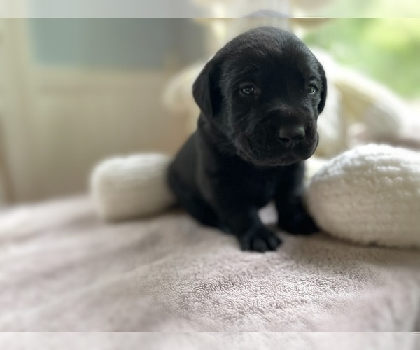 Medium Photo #1 Labrador Retriever Puppy For Sale in FREDERICKSBURG, VA, USA