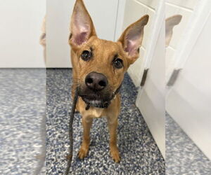 Mutt Dogs for adoption in Jackson , NJ, USA