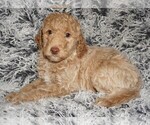 Image preview for Ad Listing. Nickname: apricot