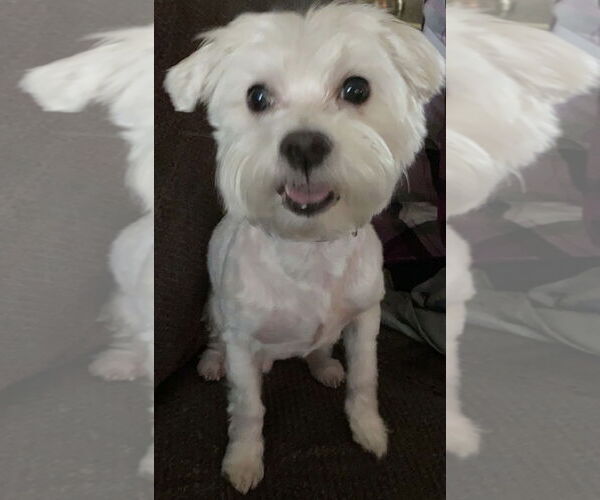 Medium Photo #1 Maltese-Unknown Mix Puppy For Sale in Decatur, GA, USA